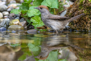 Mönchsgrasmücke (Sylvia atricapilla) Weibchen