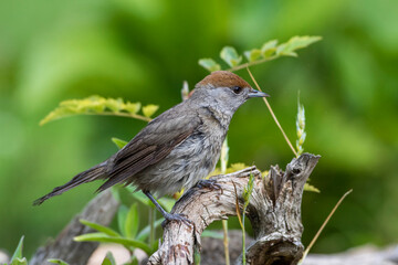 Mönchsgrasmücke (Sylvia atricapilla) Weibchen
