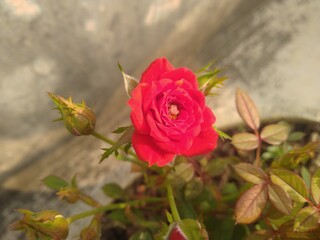 Red Rose Flower