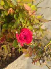 Red Rose Flower
