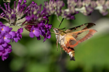 Hummelschwärmer (Hemaris fuciformis)