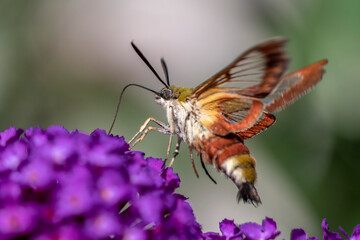 Hummelschwärmer (Hemaris fuciformis)