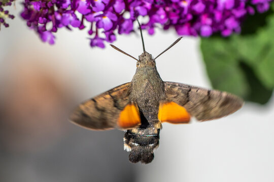 Taubenschw&auml;nzchen (Macroglossum stellatarum)