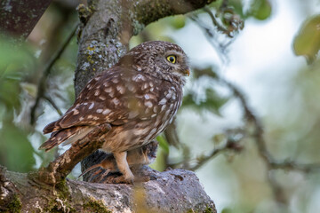 Steinkauz (Athene noctua)