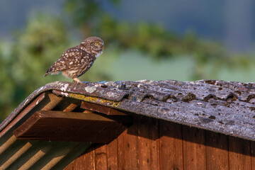Steinkauz (Athene noctua)