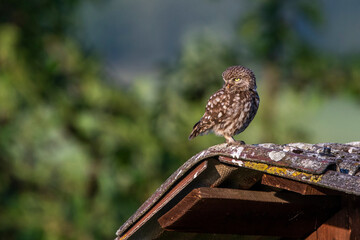 Steinkauz (Athene noctua)