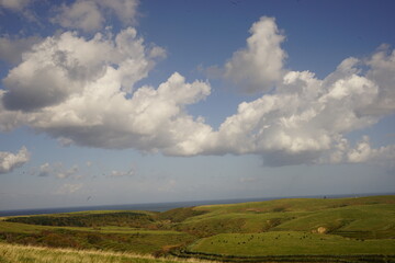 Fototapeta premium 宗谷丘陵 放牧 牛 北海道 稚内市 日本 - Many Cows and Green grass swaying in the wind at Soya Hills in Hokkaido, Japan 
