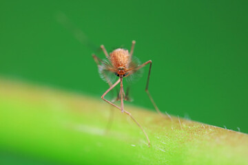 Mosquitoes live on the leaves of wild plants, North China