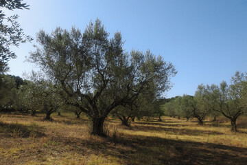 Paesaggio collinare con uliveto su sfondo cielo