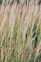 Field grass close-up on a sunny day