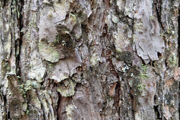 Close-up on a tree trunk in a pine forest. Background, texture.