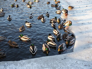 Fototapeta premium Wild ducks in the winter river, sunny day.