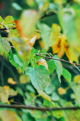 Green leaves on a birch branch close up