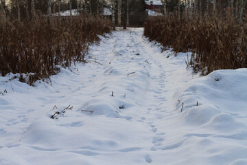 Snow road among the trees in winter.