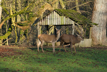 deer in the forest