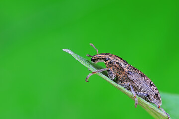 Weevil on green leaves, North China Plain