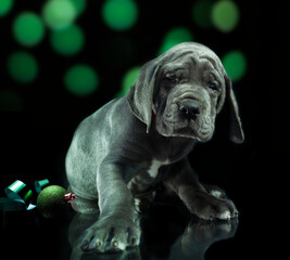 Purebred Great Dane puppy in front of a Green Christmas tree at night looking guilty