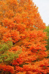 Maple tree in autumn color along a roadside