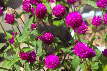 flowers in the garden