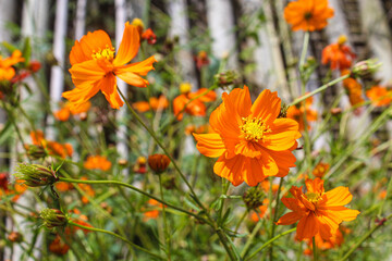 orange cosmos flower