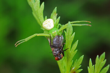 Flies on plants in the nature, North China Plain