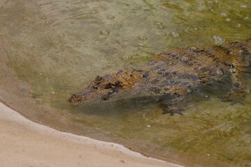 Croc City Crocodile & Reptile Park, Chartwell, South Africa.
