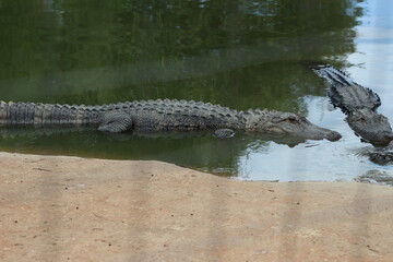 Croc City Crocodile & Reptile Park, Chartwell, South Africa.
