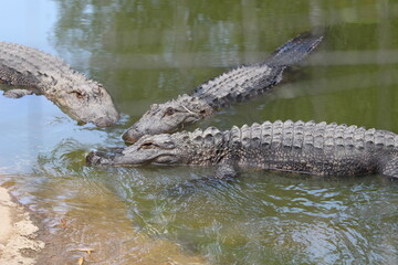 Croc City Crocodile & Reptile Park, Chartwell, South Africa.