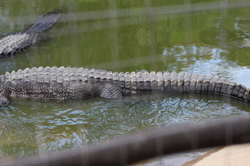 Croc City Crocodile & Reptile Park, Chartwell, South Africa.
