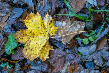 Autumn background with fallen leaf