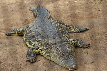 Croc City Crocodile & Reptile Park, Chartwell, South Africa.