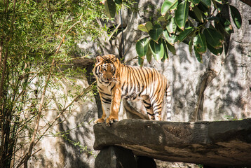 Tiger in Khao Kheow Open Zoo, Chonburi Province, Thailand