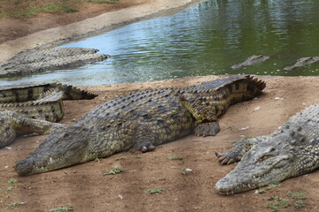 Croc City Crocodile & Reptile Park, Chartwell, South Africa.