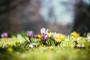 Springtime. Spring flowers in sunlight, outdoor nature. Wild crocus, postcard. - 400370986