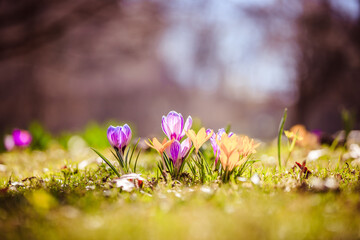 Obraz na płótnie Canvas Springtime. Spring flowers in sunlight, outdoor nature. Wild crocus, postcard.