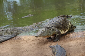 Croc City Crocodile & Reptile Park, Chartwell, South Africa.