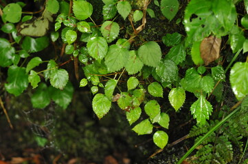 みずみずしい緑の葉っぱ