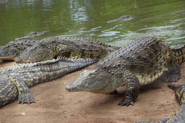 Croc City Crocodile & Reptile Park, Chartwell, South Africa.