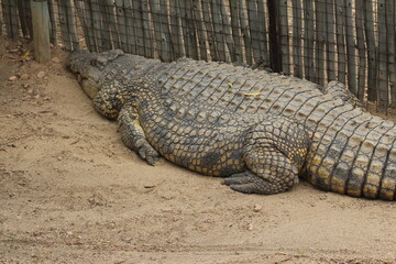 Croc City Crocodile & Reptile Park, Chartwell, South Africa.