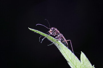 Spotted tiger beetles inhabit wild plants in North China