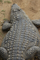 Croc City Crocodile & Reptile Park, Chartwell, South Africa.