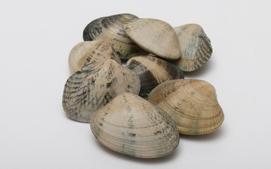 set of slimy and thin clams