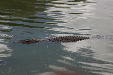 Croc City Crocodile & Reptile Park, Chartwell, South Africa.