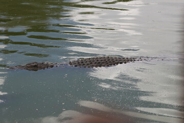 Croc City Crocodile & Reptile Park, Chartwell, South Africa.