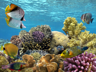 Fototapeta na wymiar Coral Reef and Tropical Fish. Red Sea. Egypt