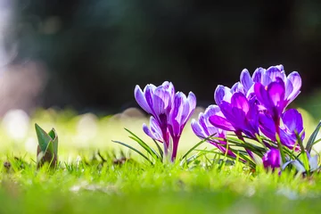 Poster Springtime. Spring flowers in sunlight, outdoor nature. Wild crocus, postcard. © Patrick Daxenbichler