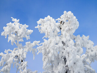 Fototapeta na wymiar winter snow covered fir trees on mountainside on blue sky background.