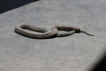 Croc City Crocodile & Reptile Park, Chartwell, South Africa.