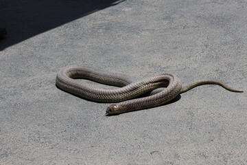 Croc City Crocodile & Reptile Park, Chartwell, South Africa.