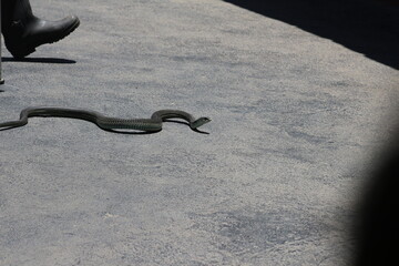 Croc City Crocodile & Reptile Park, Chartwell, South Africa.